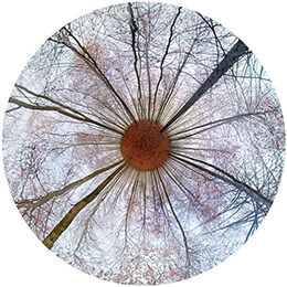 Iris de la Forêt - Meditative