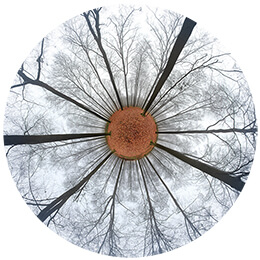 Iris de la Forêt - N°1