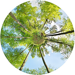 Iris de la Forêt - N°11