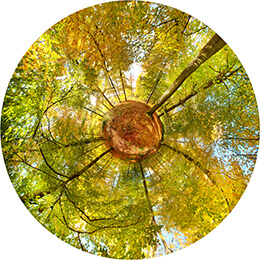 Iris de la Forêt - N°19