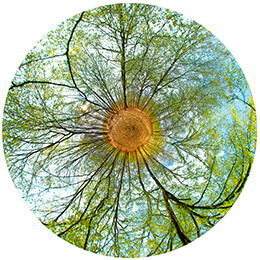 Iris de la forêt - N°4