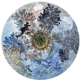 Iris de la Forêt - Magistere